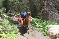 rawah wilderness llama caravan