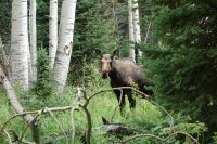 rawah wilderness moose
